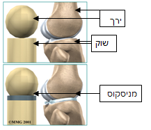 meniscus